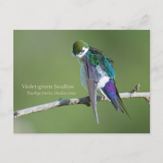 Postal Tragón verde violeta