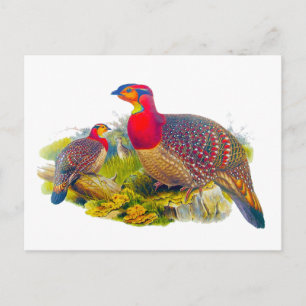 Postal Tragopan de barriga gris