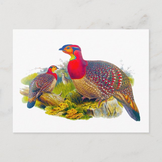 Postal Tragopan de barriga gris (Anverso)