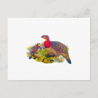 Postal Tragopan de Blyth o Tragopan de barriga gris