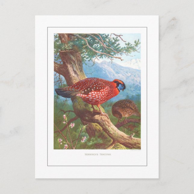 Postal Tragopan de Temminck (Anverso)