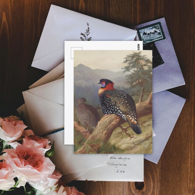 Postal Tragopan occidental, Ilustraciones de aves (Subido por el creador)