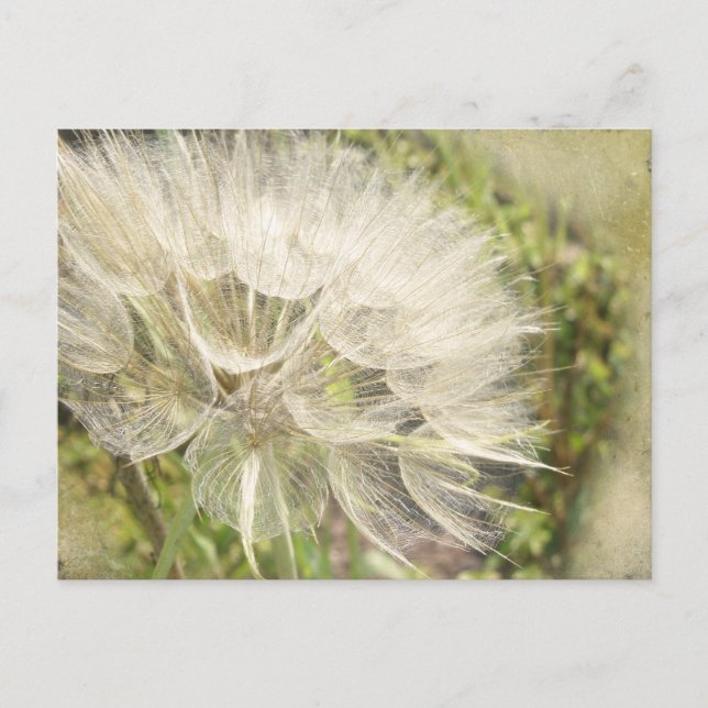 Postal Tragopogon dubius - Barba de cabras amarillas (Anverso)