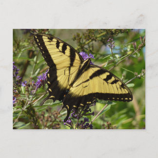 Postal Traje de cola torrencial con mariposa Bush