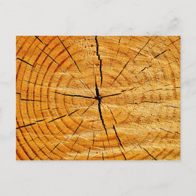 Postal Trampa de árbol (Anverso)