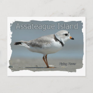 Postal Trampa de tuberías de la isla de Assateague