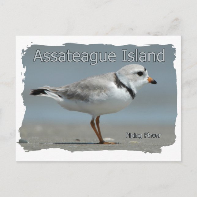 Postal Trampa de tuberías de la isla de Assateague (Anverso)