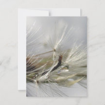 Tranquila, elegante, deslumbrante Dandelion Poof