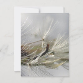 Postal Tranquila, elegante, deslumbrante Dandelion Poof