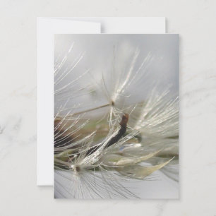 Postal Tranquila, elegante, deslumbrante Dandelion Poof