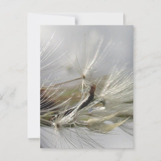 Postal Tranquila, elegante, deslumbrante Dandelion Poof