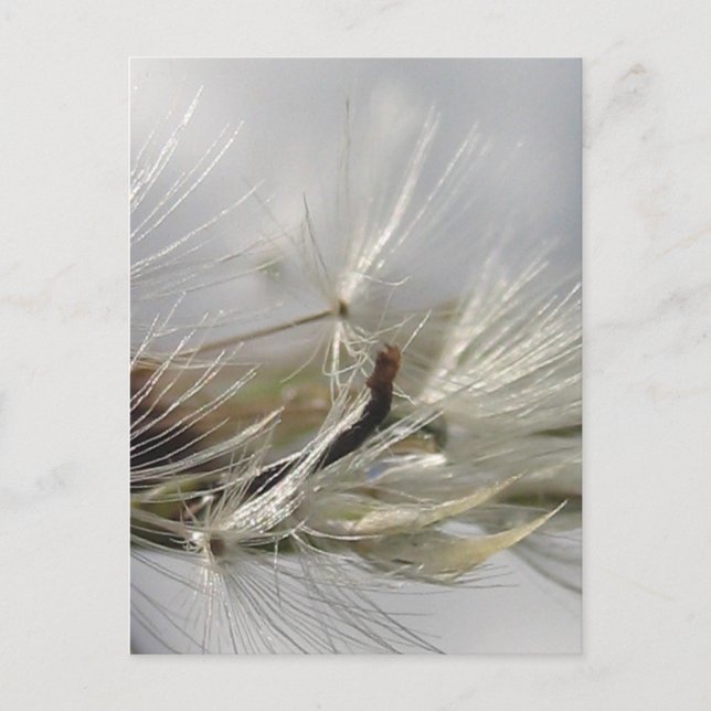 Postal Tranquila, elegante, deslumbrante Dandelion Poof (Anverso)