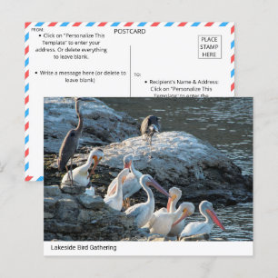 Postal Tranquila reunión de pájaros a orillas del lago - 