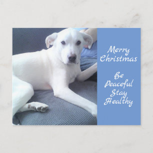 Postal Tranquilo Perro Blanco Corto Sentado Con Papá Azul
