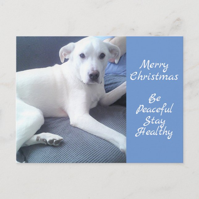 Postal Tranquilo Perro Blanco Corto Sentado Con Papá Azul (Anverso)