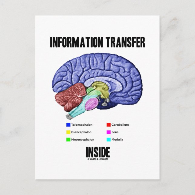 Postal Transferencia de información interna (Anatomía cer (Anverso)