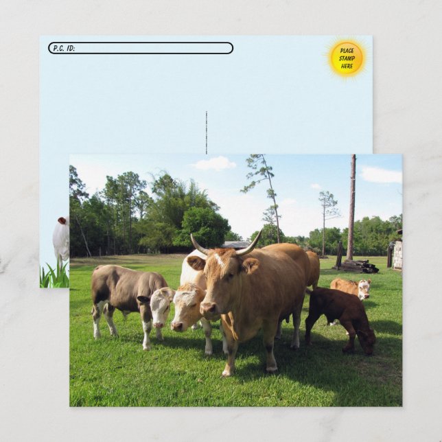 Postal Traspaso de muchas vacas y un par de pequeños toro (Anverso / Reverso)