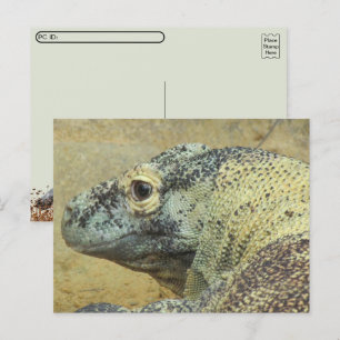 Postal Traspaso posterior - Dragón Komodo