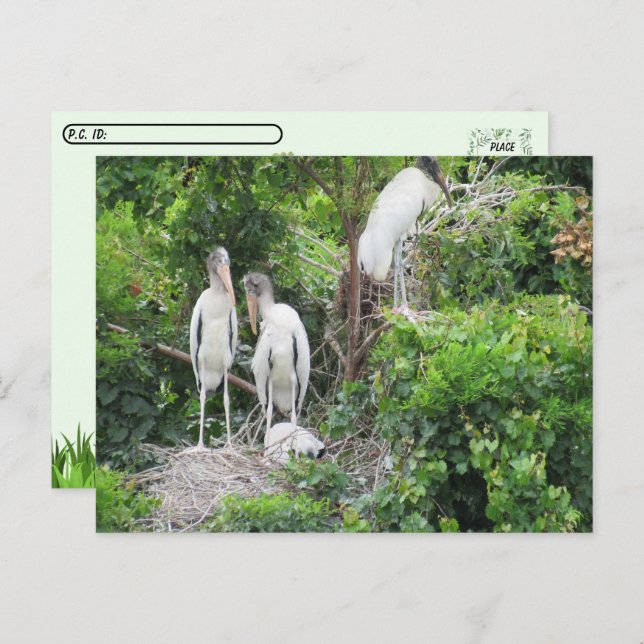 Postal Traspaso - Woodstork y los menores (Anverso / Reverso)