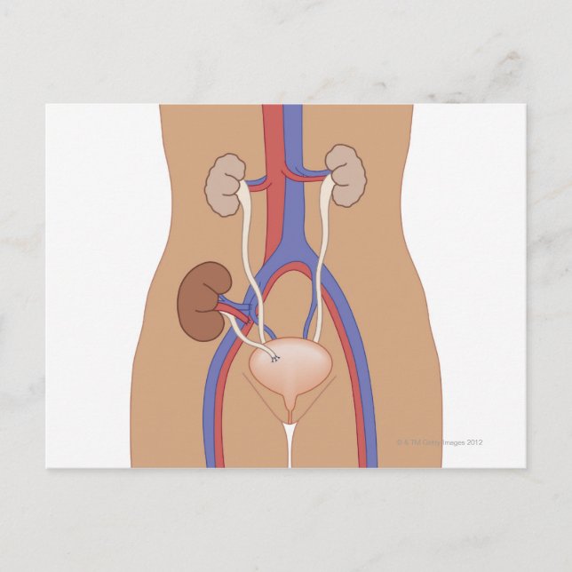 Postal Trasplante de riñón (Anverso)