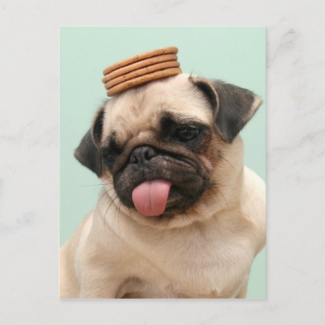 Postal Tratamientos de Pug Wants (Anverso)