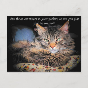 Postal ¿Tratamientos para gatos? o...