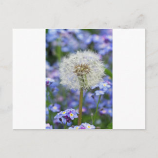 Postal Traum de Pusteblumen en blauen Vergissmeinnichtblü