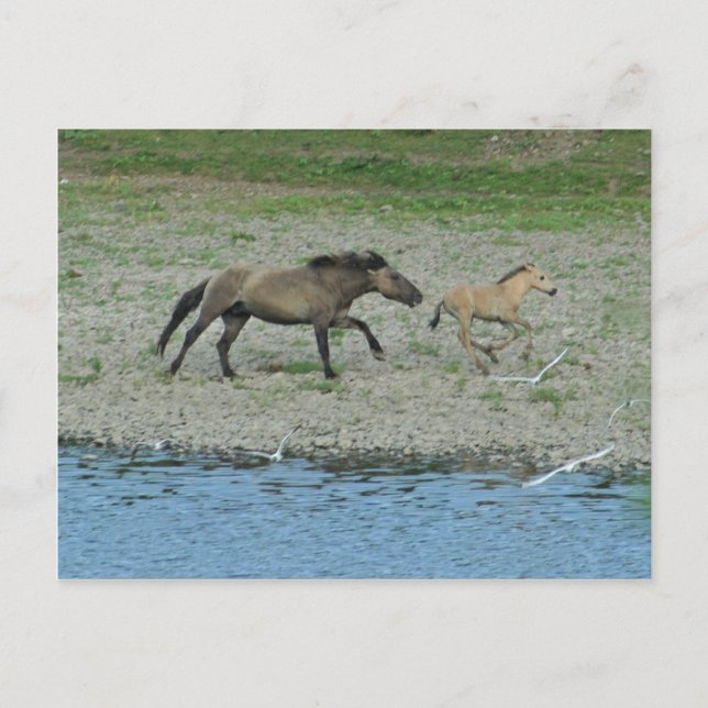 Postal travieso (Anverso)