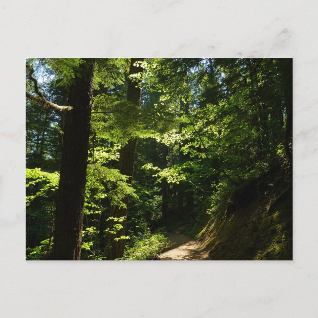 Postal Trayecto de cataratas plateadas (Anverso)