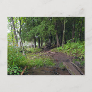 Postal Trayecto forestal a través del parque Jay Cooke