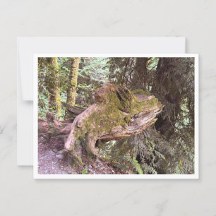 Postal Trayectoria de árbol
