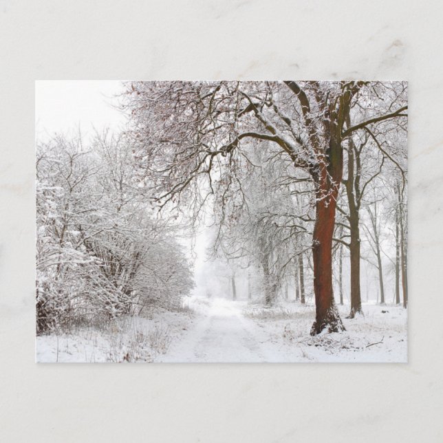 Postal Tree Alley | Parque Stupinigi, Italia (Anverso)