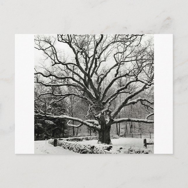Postal Tree Bedford Oak New York (Anverso)