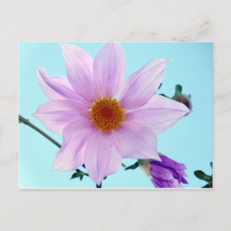 Postal Tree Dahlia