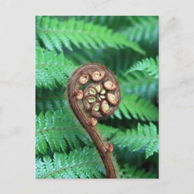 Postal Tree Fern (Anverso)
