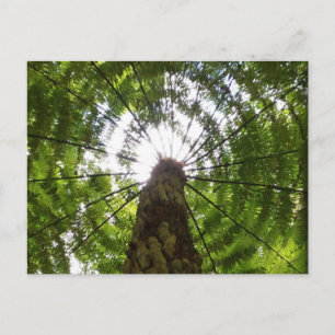 Postal Tree Fern