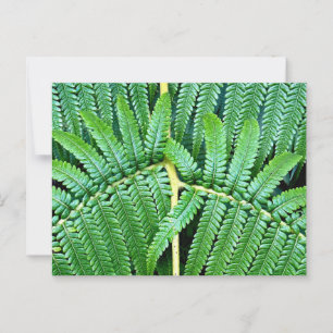 Postal Tree Fern Frond