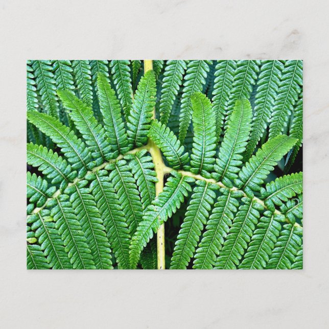 Postal Tree Fern Frond (Anverso)