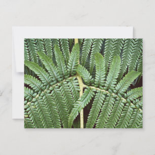Postal Tree Fern Frond