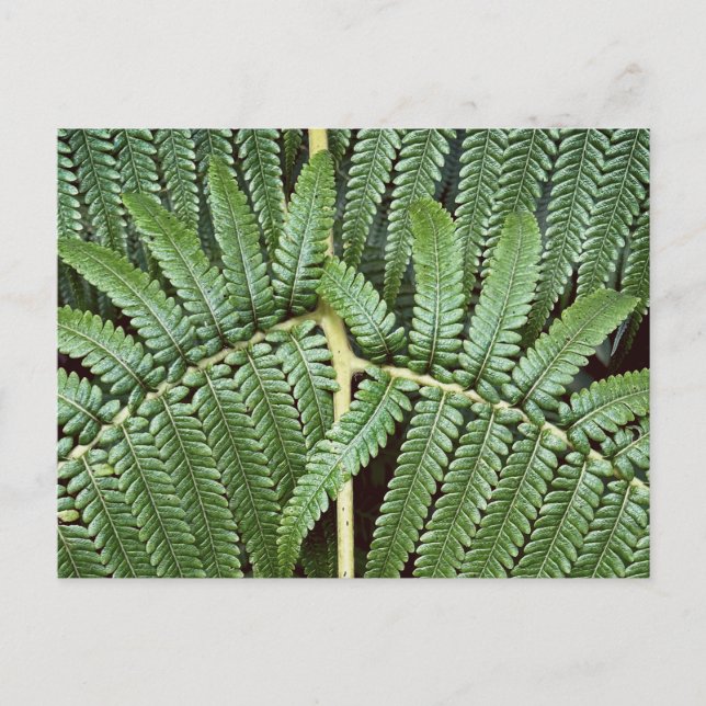 Postal Tree Fern Frond (Anverso)