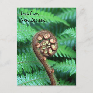 Postal Tree Fern New Zealand