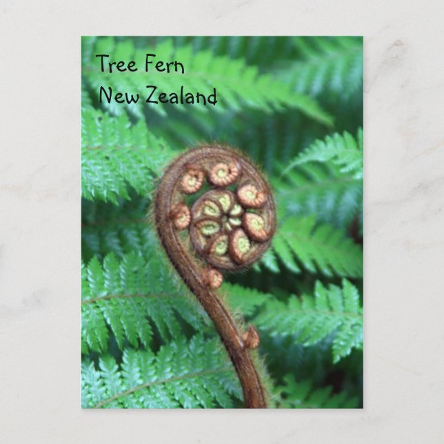 Postal Tree Fern New Zealand (Anverso)