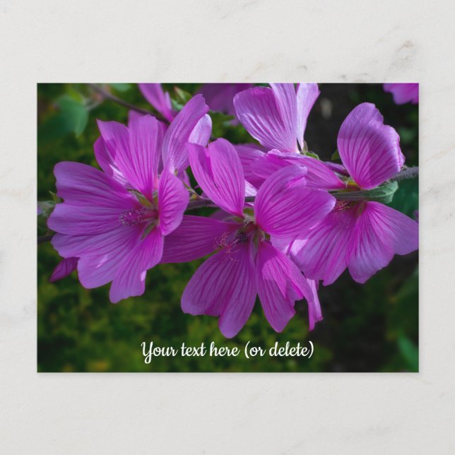 Postal Tree Mallow Postcard (Anverso)