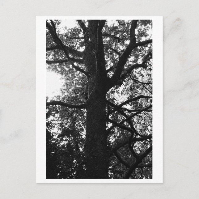 Postal Tree Photography - Feronia Postcard (Anverso)