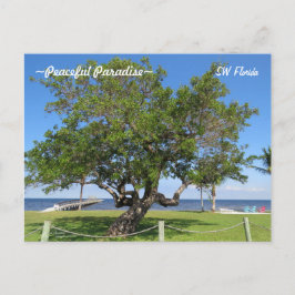 Postal Tree Pier Chairs Ocean Florida Postcard