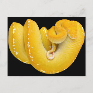 Postal Tree Python