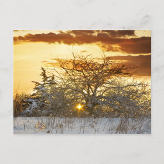 Postal Tree Sunset Winter Vermont