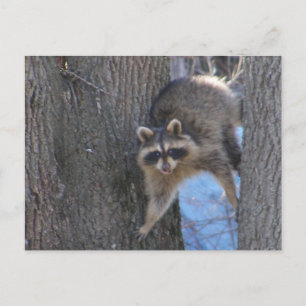 Postal Treed Coon ~ postcard