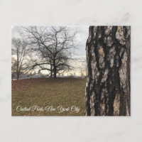 Trees Nueva York NYC Sunrise Central Park Skyline