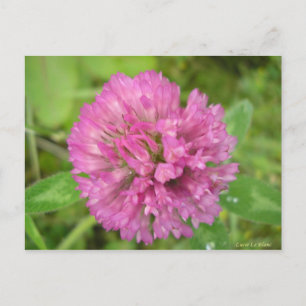 Postal Trèfle rouge